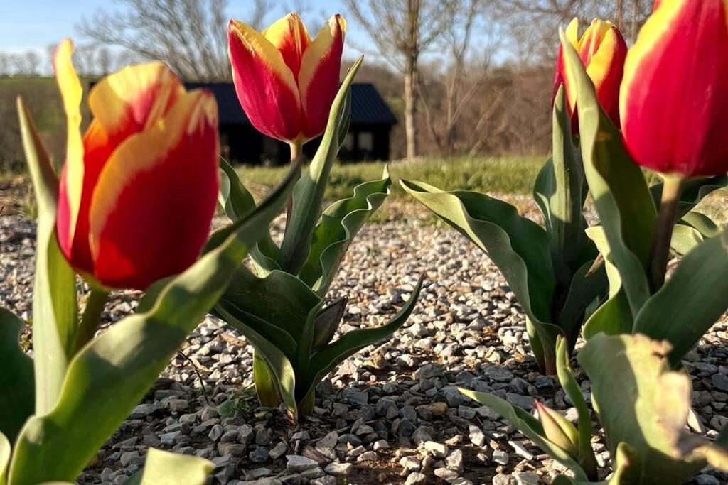 #4 Kentucky Bourbon Trail Bourbon Barrel Cottages Lawrenceburg المظهر الخارجي الصورة